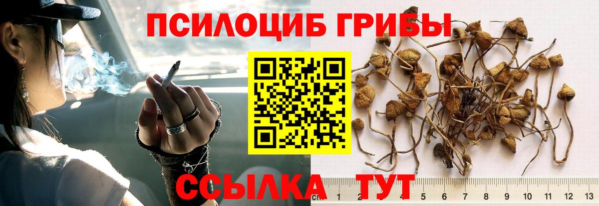 Щёлково  цена наркотик  Вход с VPN  Псилоцибиновые грибы Psilocybine cubensis  Псилоцибиновые грибы GOLDEN TEACHER 